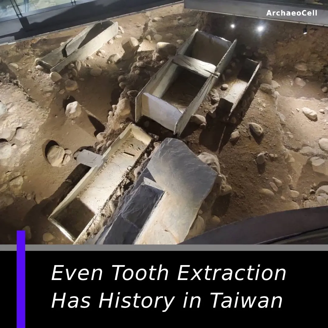 卑南遺址公園展示廳內，多具排列整齊的石板棺考古現場