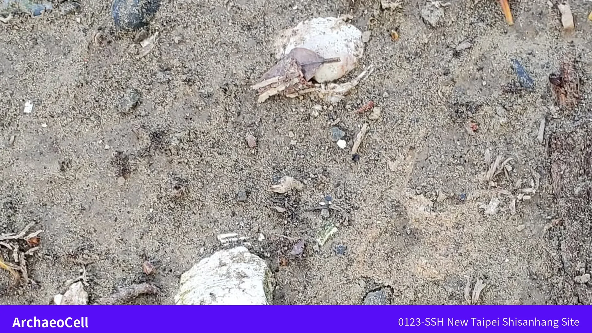 十三行遺址周圍沙壤土地上散落的白色貝殼與枯葉