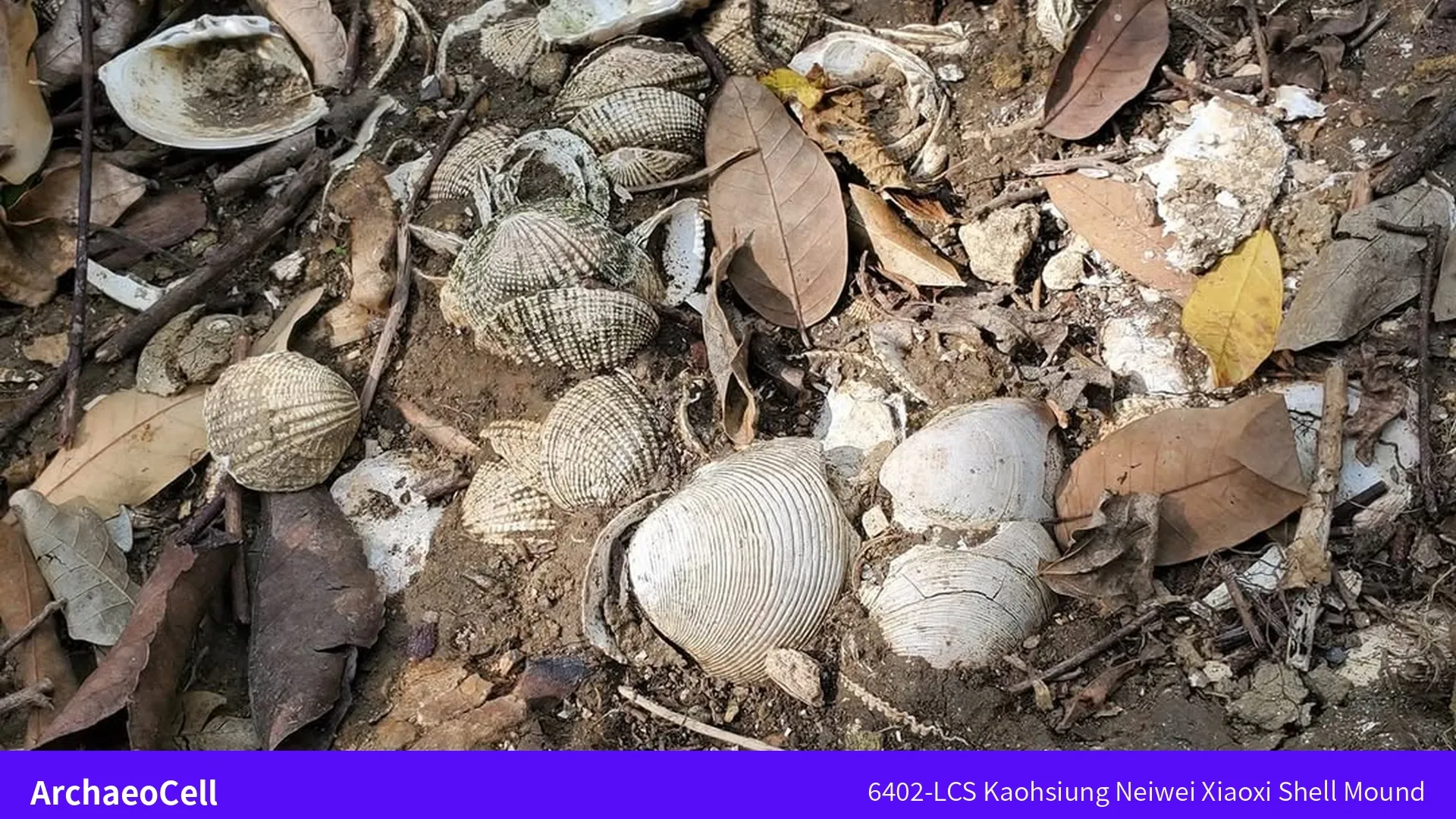 內惟小溪貝塚遺址地表散落的白色貝殼碎片，混雜在泥土與枯葉間