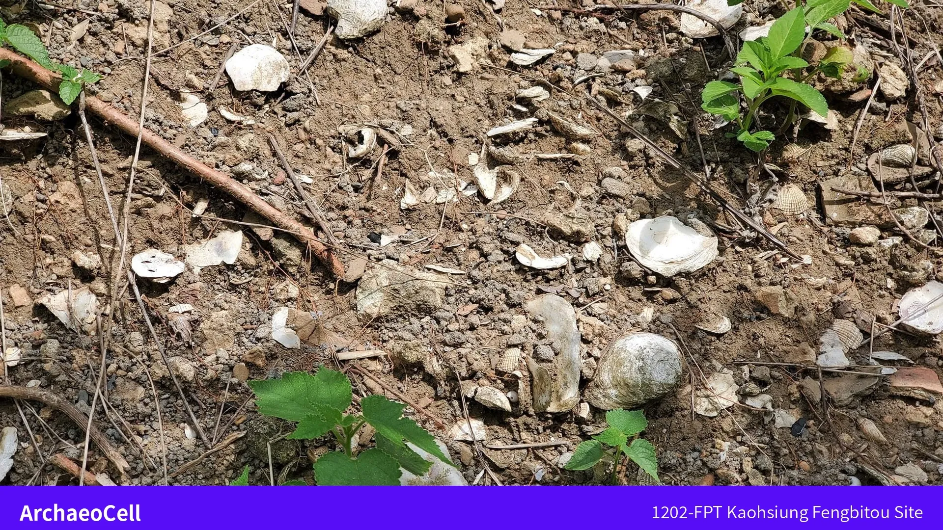 鳳鼻頭遺址果園地面散落的貝殼遺留，混雜在乾燥泥土間